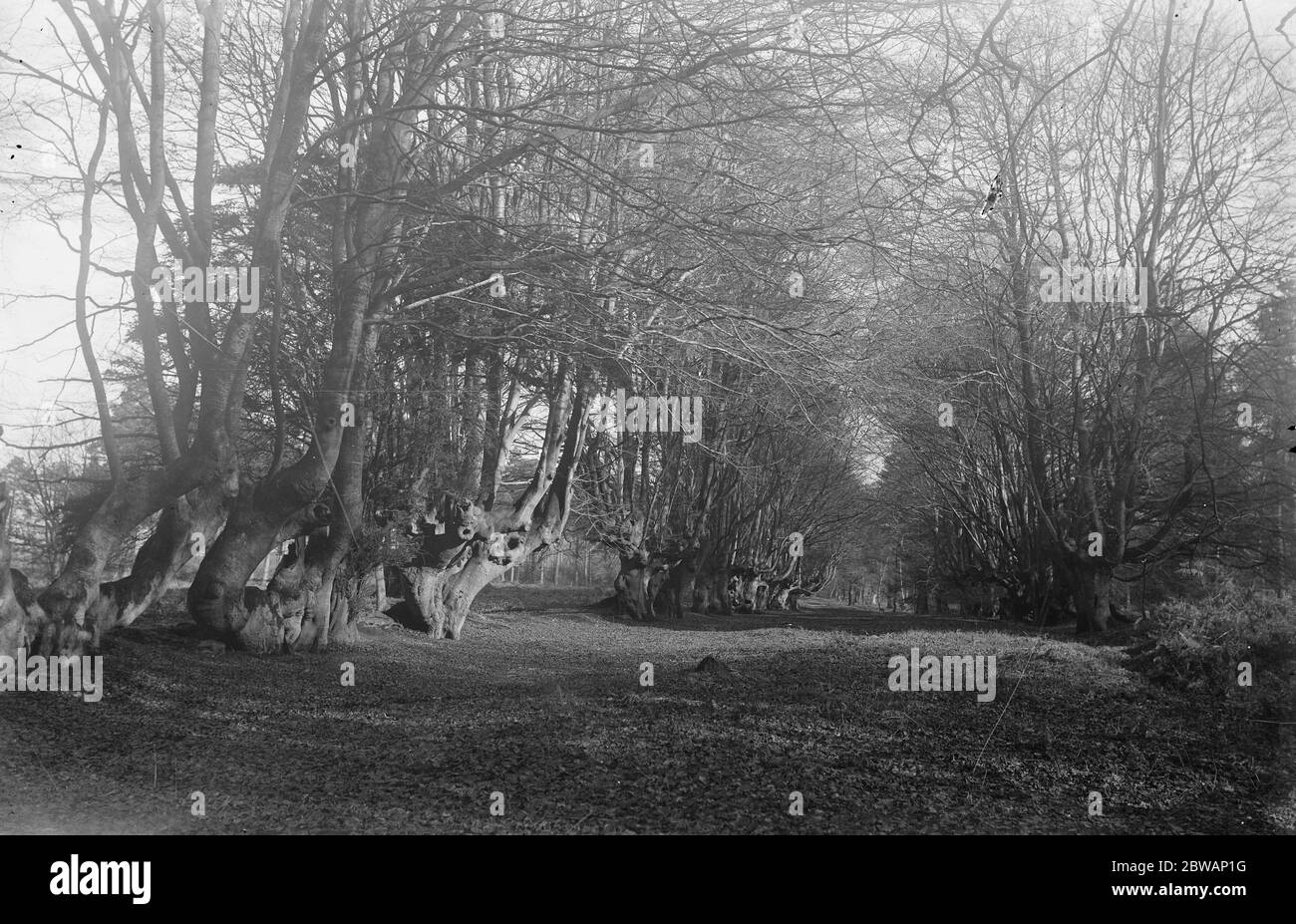 Balcombe Forest High Resolution Stock Photography and Images - Alamy