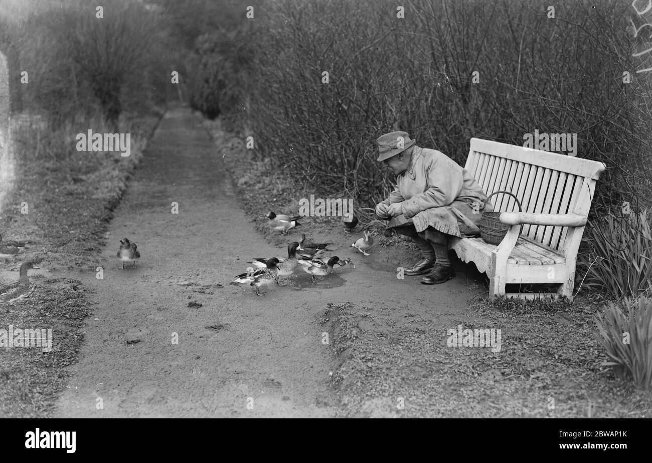 Lord Grey 's bird colony at Fallodon . Cholie wigeon (3) standing in pool , ring necked teal ( drake ) at feet , ring necked teal ( duck ) eating bread , pochard duck behind it , wigeon drake on edge of grass . Stock Photo