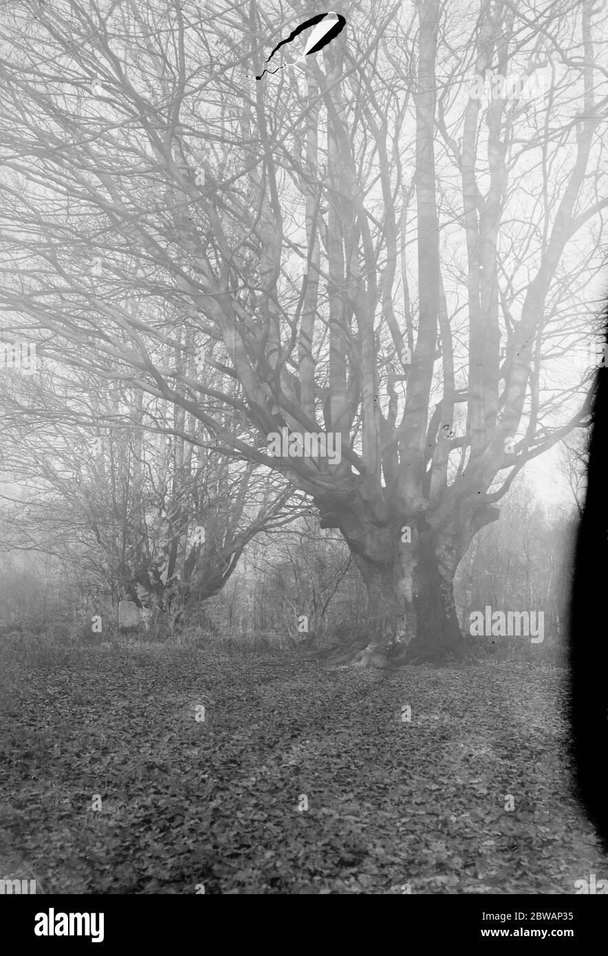 Balcombe Forest High Resolution Stock Photography and Images - Alamy
