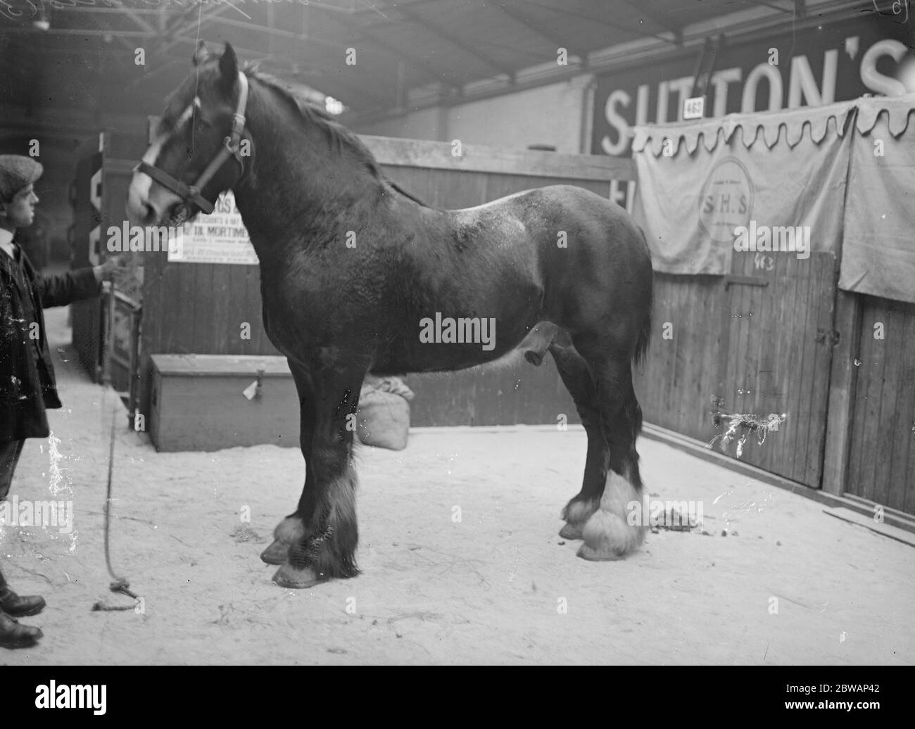 International Horse show at Olympia Stock Photo