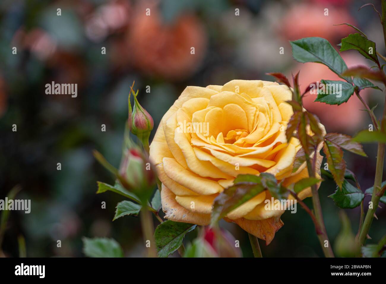 Dunedin botanical gardens hires stock photography and images Alamy