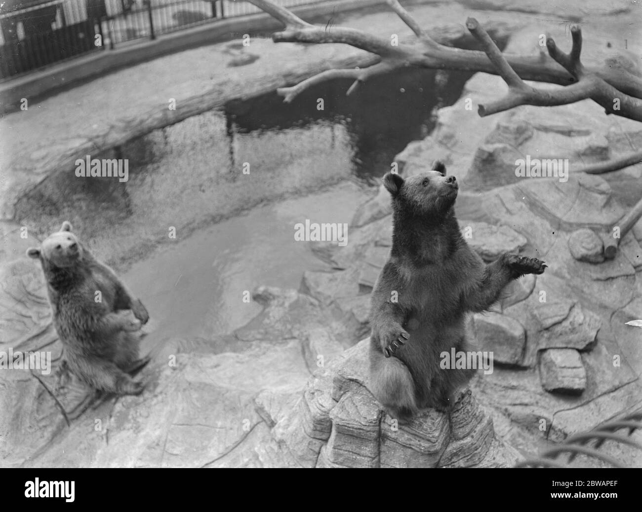 At the Zoo bears Stock Photo
