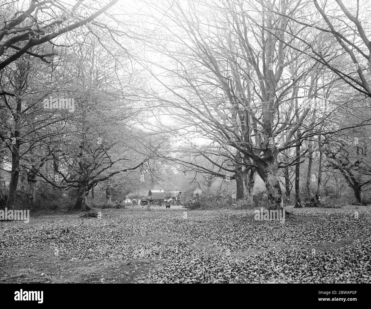 New Forest . 1925 Stock Photo Alamy