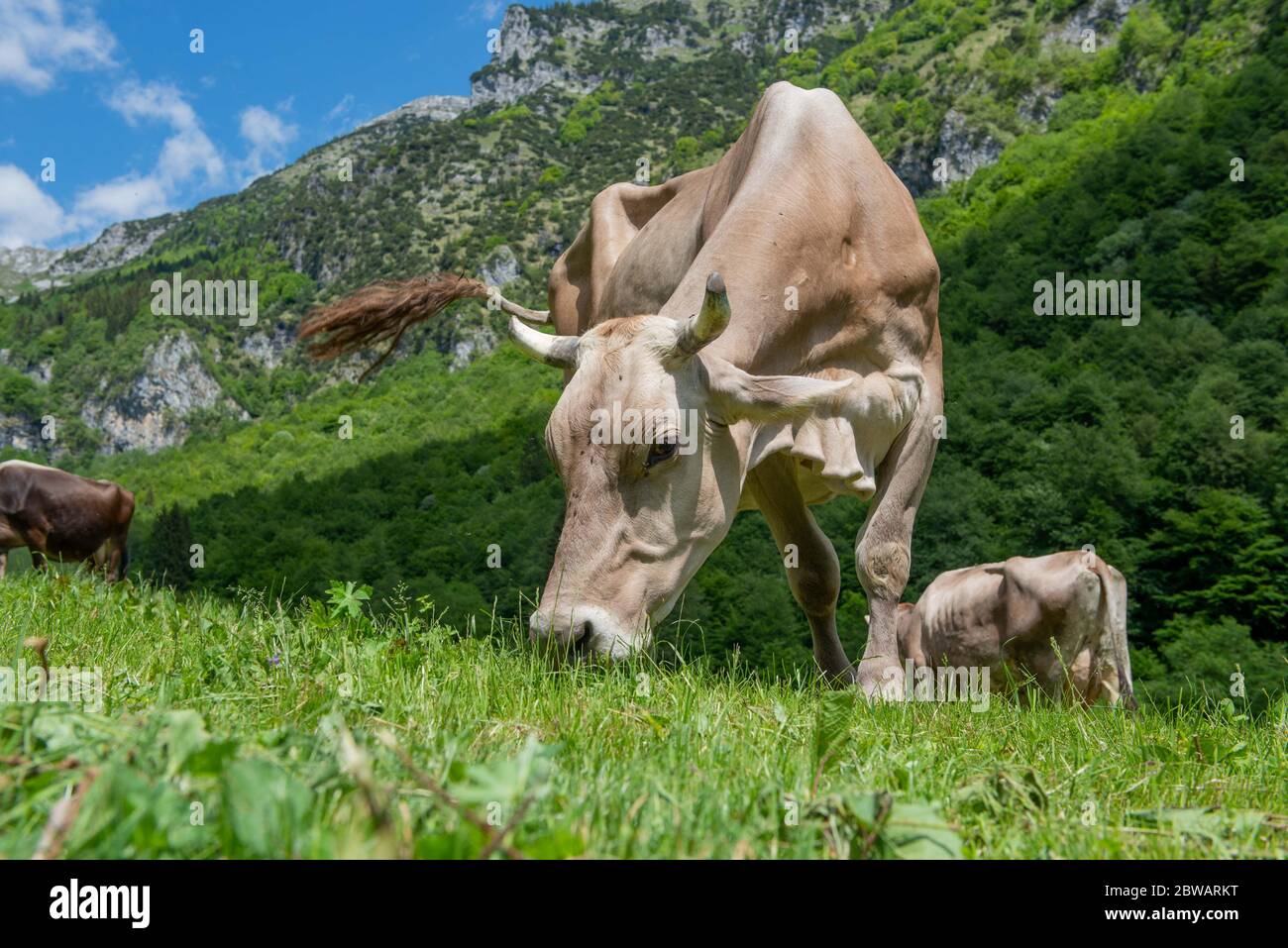 cow grazing in the mountain pasture Stock Photo