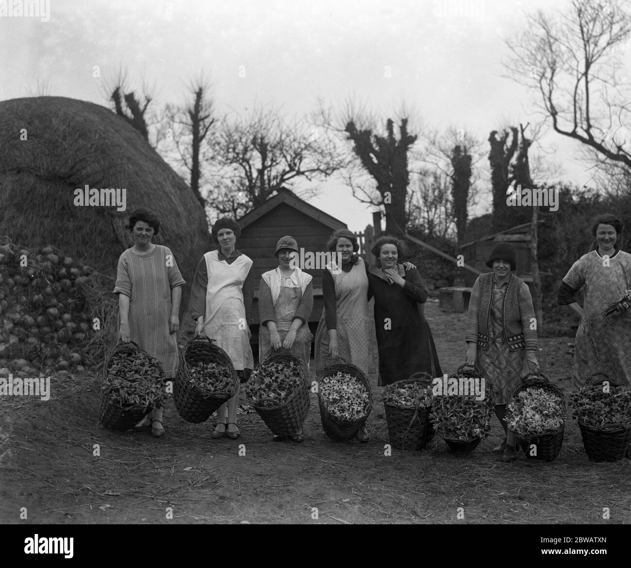 The women pickers of the spring flower harvest at Mousehole , Cornwall , show their baskets of narcissi and daffodils . 1929 Stock Photo