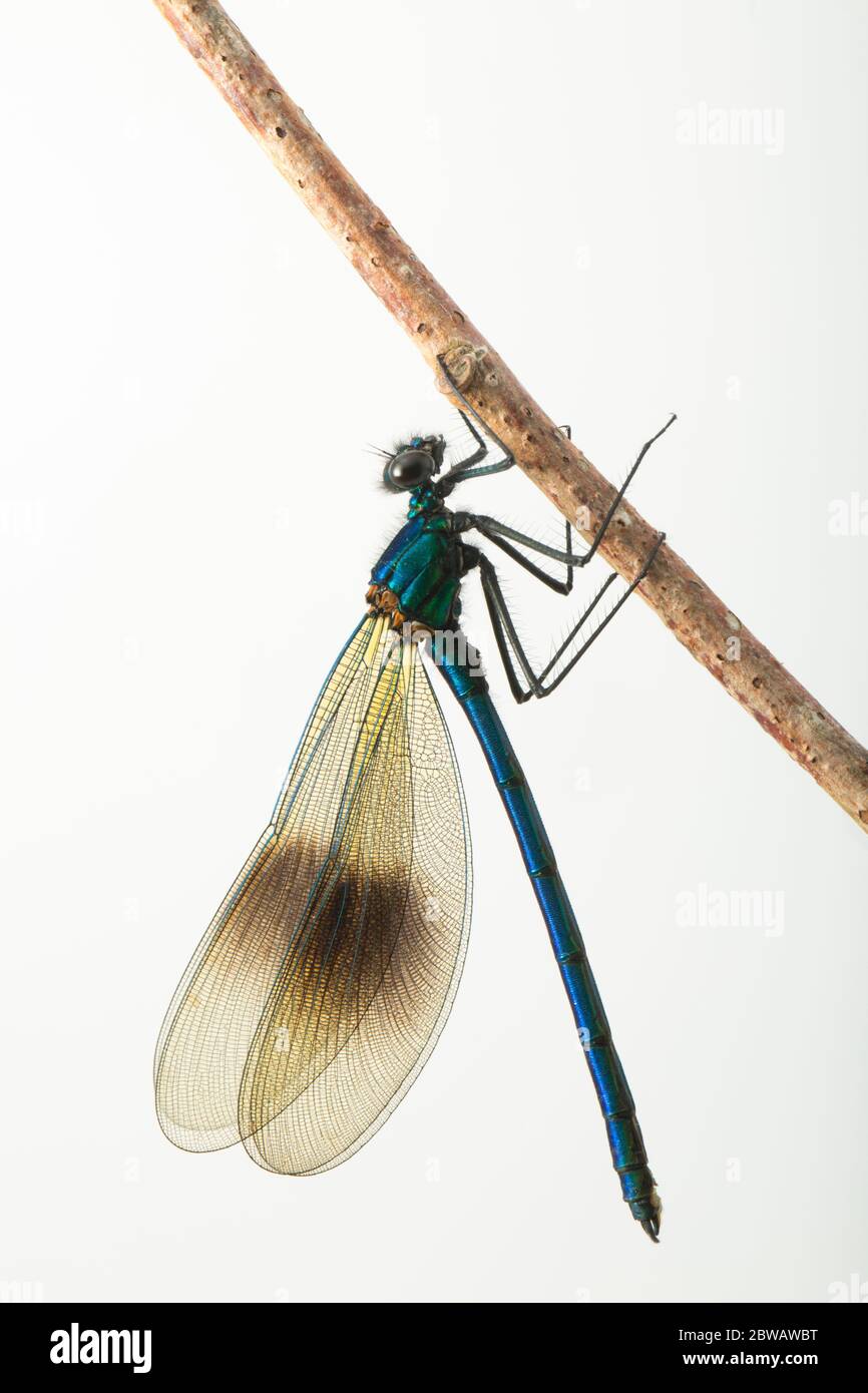 A male banded demoiselle fly, Calopteryx splendens, photographed against a white background. North Dorset England UK GB Stock Photo