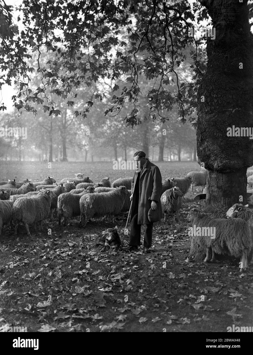 Armistice Day . The Hyde Park shepherd observes the two minutes silence with his sheep dog and flock of sheep . 1933 Stock Photo