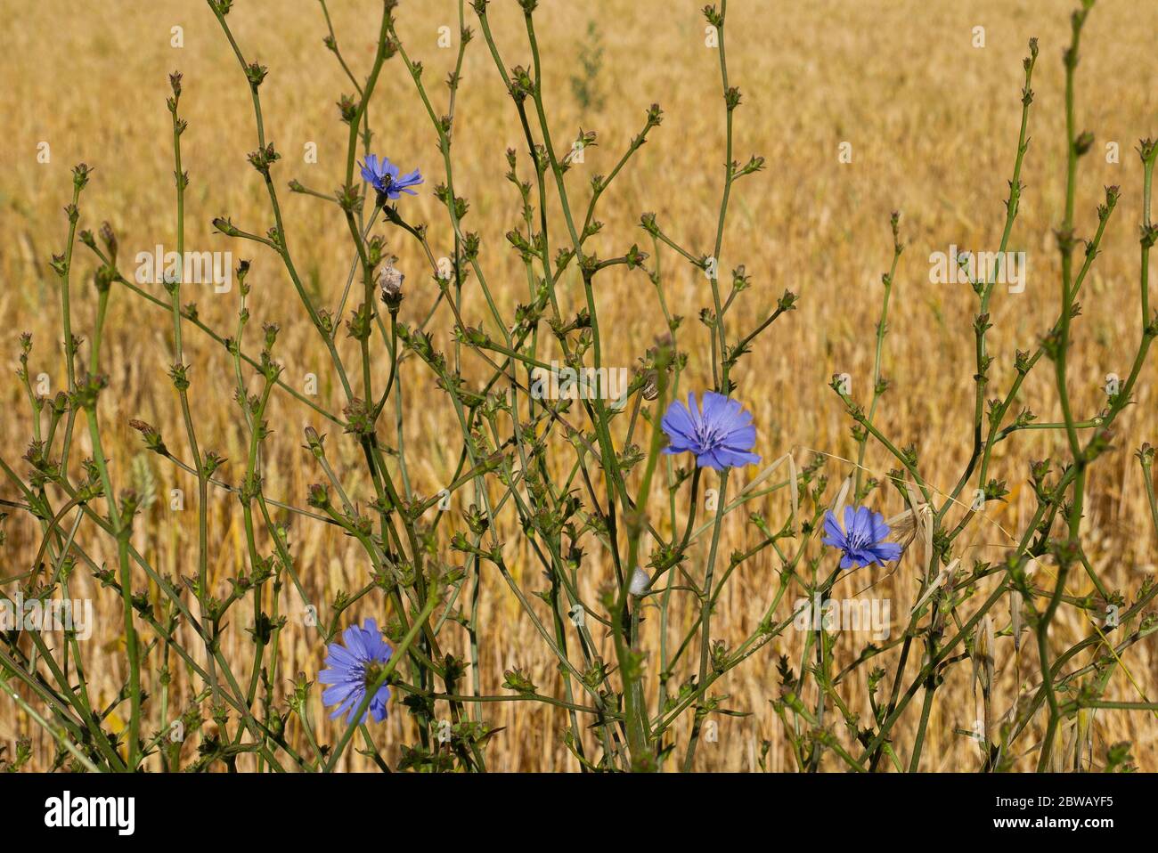 purple flowers in a wheat field, in the Lazio countryside in Italy, in spring Stock Photo