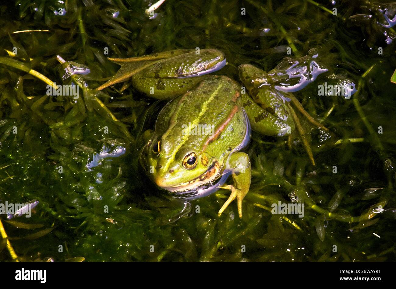 Marsh frog underwater hires stock photography and images Alamy