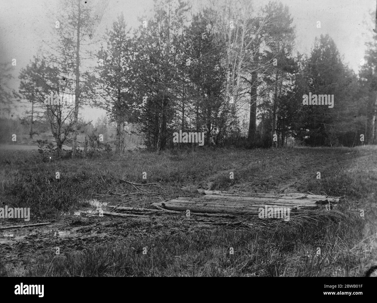 A spot in the wood near Ekaterinburg where remains of Russian Royal family have been found 12 November 1919 Stock Photo