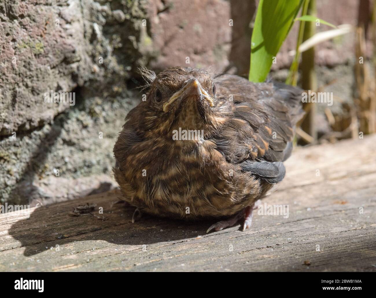 Close-up of a young blackbird (Turdus merula) Stock Photo