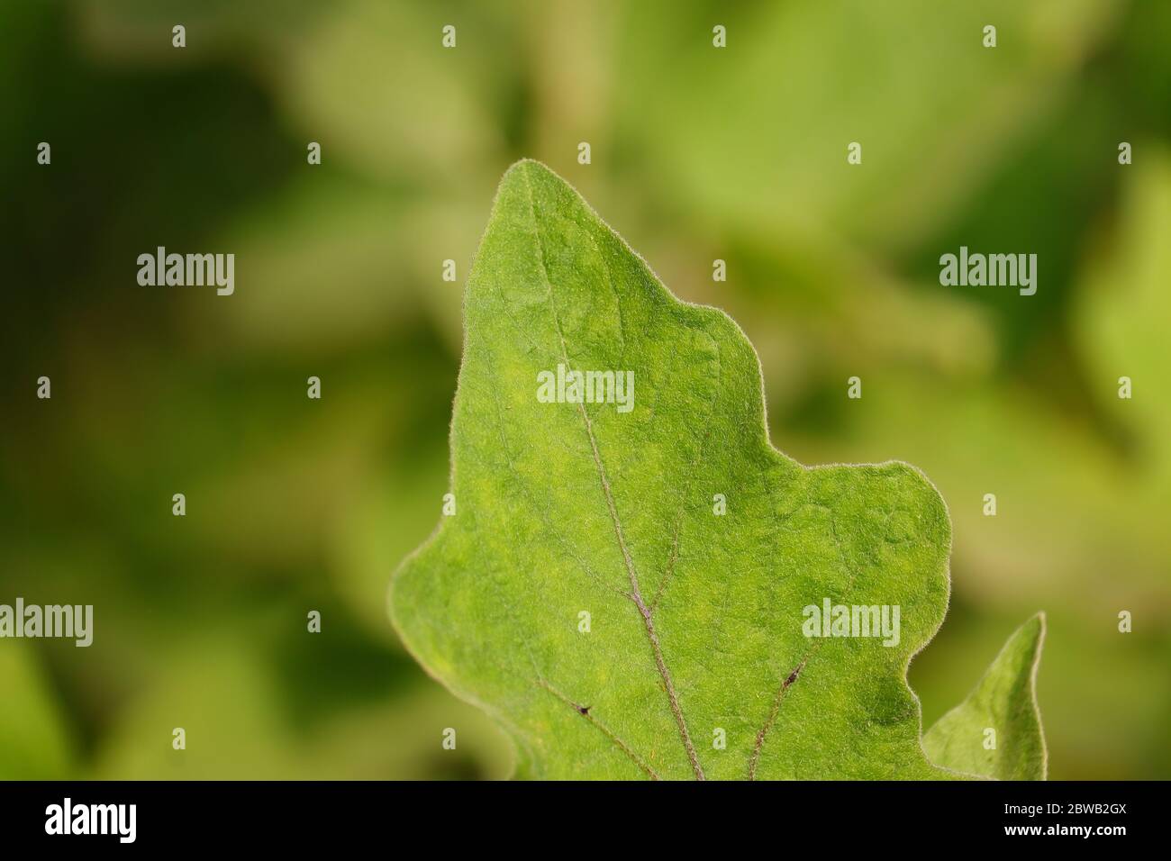 beautiful green half leaf of eggplant with blur effect green nature background Stock Photo