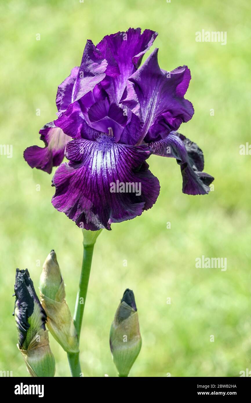 Deep dark blue-violet Tall bearded iris flower 'Winners Circle' Stock Photo