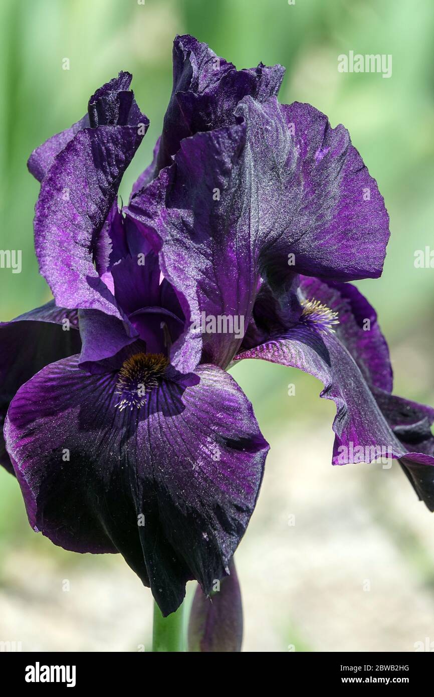 Dark blue violet Bearded iris Interpol Stock Photo