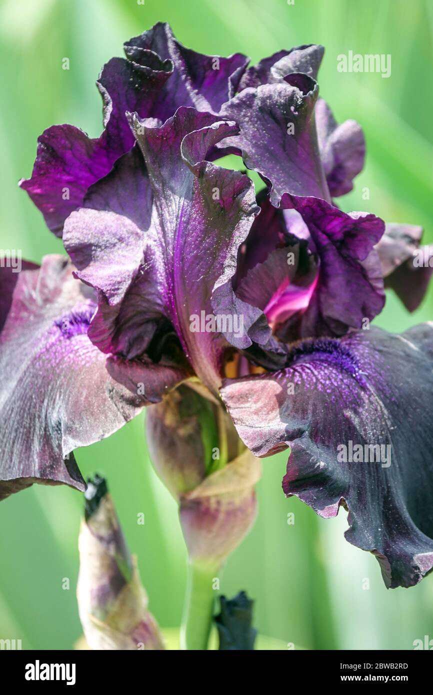 Dark blue violet Tall bearded iris 'Superstition' Stock Photo
