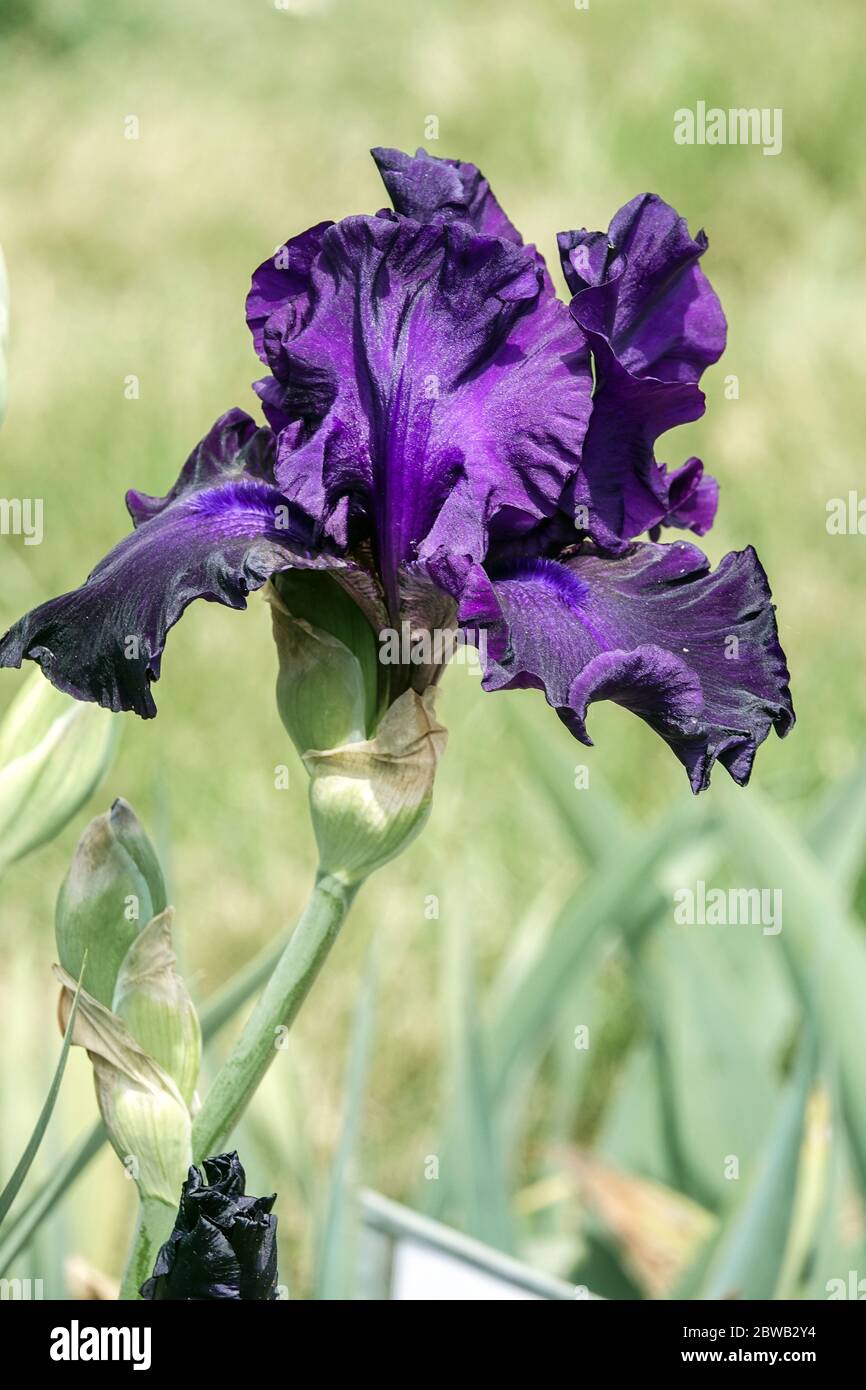 Dark blue violet Bearded iris Slovak Sapphire Stock Photo