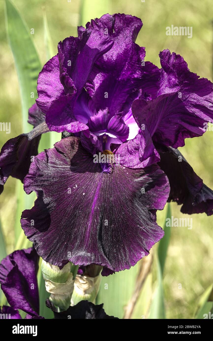Dark blue violet Bearded iris Nightmare Stock Photo