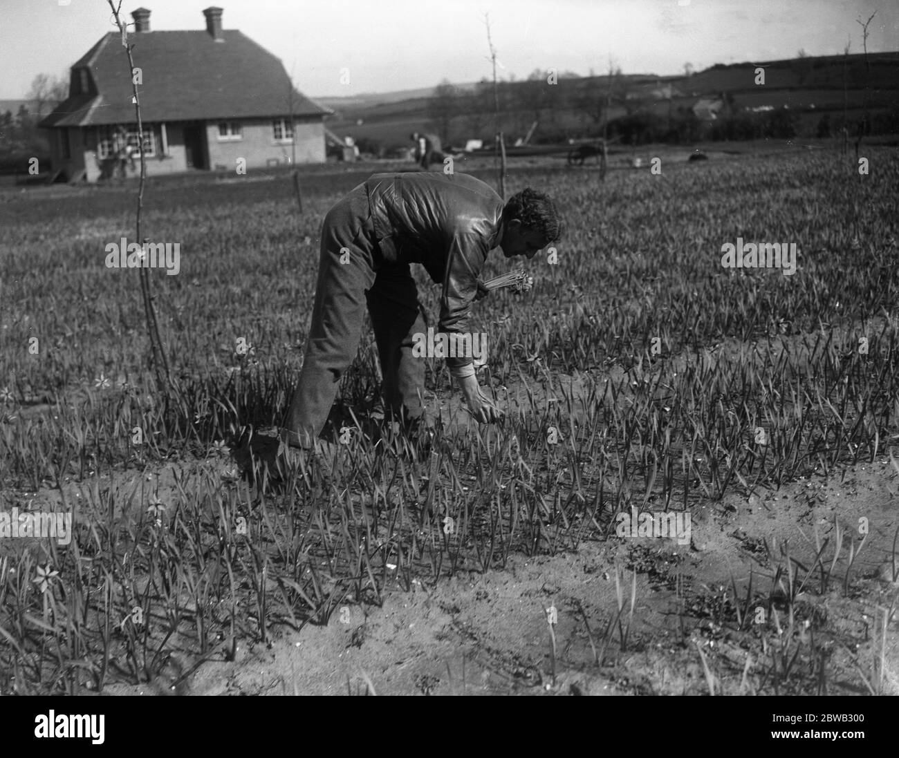 Mr Lummis , an ex RASC officer , runs a daffodil farm at Godstone , Isle of Wight . 31 March 1920 Stock Photo