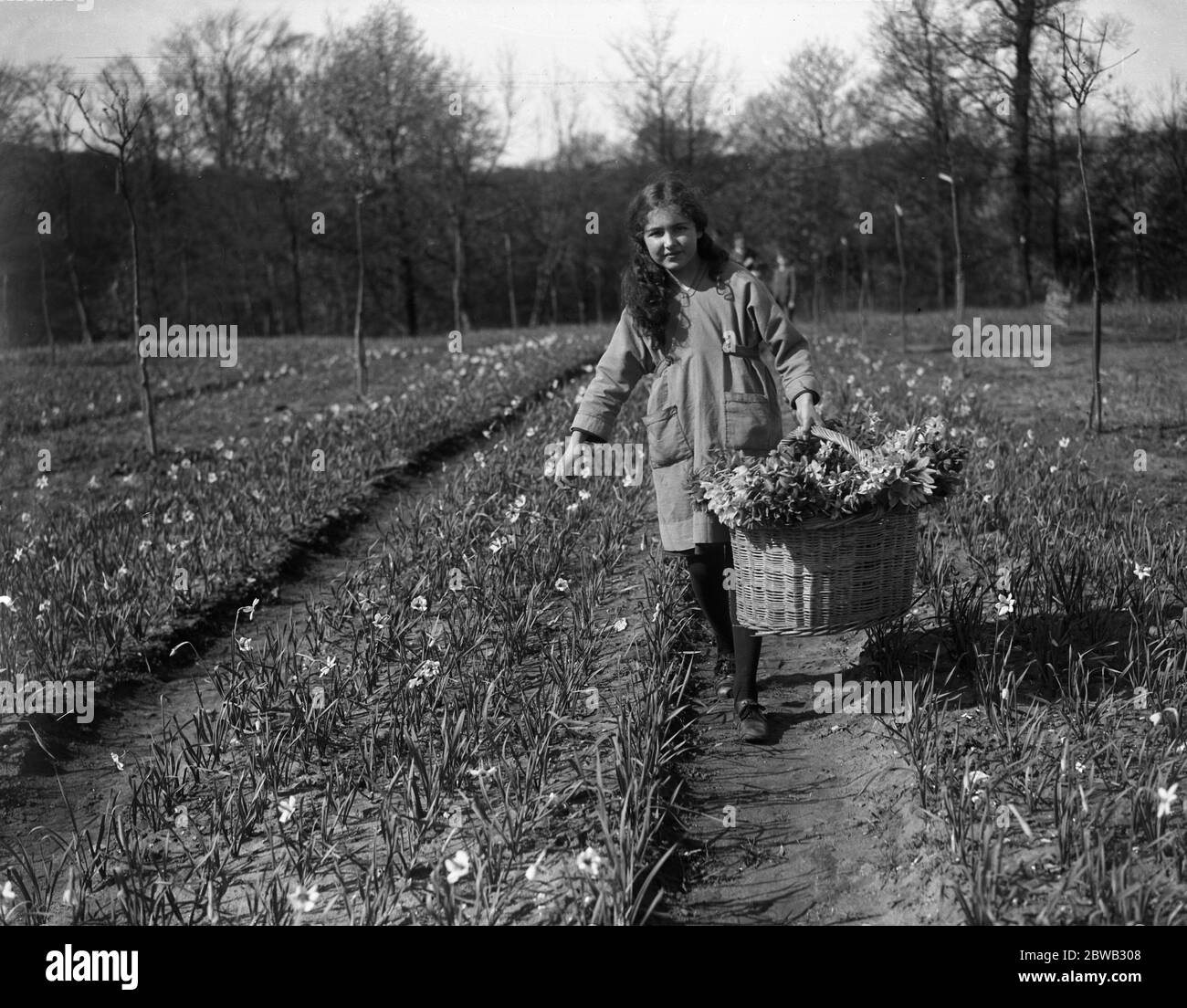 A small girl with a large crop - Miss Joy Lummis returning with the results of her labours , a large crop of daffodils she has picked from her father ' s flower farm on the Isle of Wight . 31 March 1920 Stock Photo