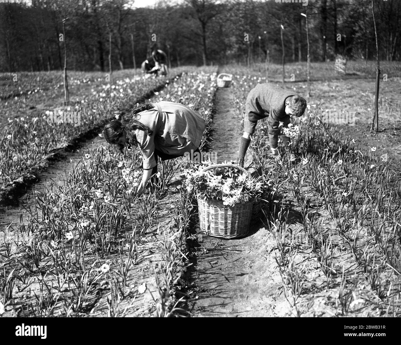 Mr Lummis , an ex RASC officer , runs a daffodil farm at Godstone , Isle of Wight . Master Claude and Miss Joy Lummis picking flowers . 31 March 1920 Stock Photo