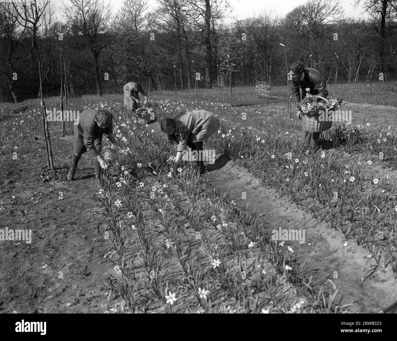 Mr Lummis , an ex RASC officer , runs a daffodil farm at Godstone , Isle of Wight . The family at work picking narcissi . 31 March 1920 Stock Photo