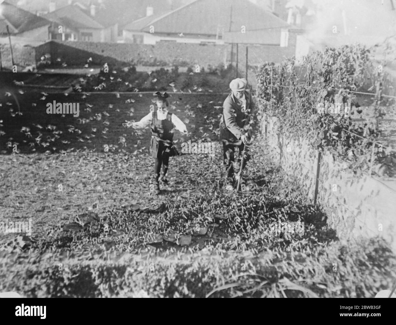 Farmers' grim fight with huge clouds of locusts . Flourishing crops destroyed in the Western Transvaal Locusts clinging to the walls of a house in Johannesburg 22 May 1923 Stock Photo