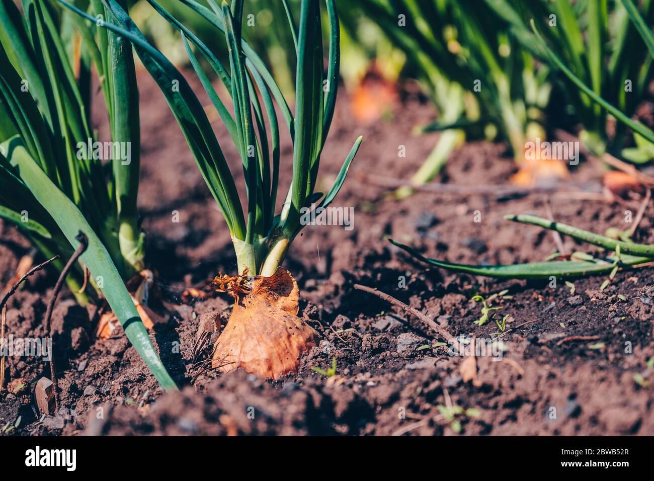 Growing onion hires stock photography and images Alamy