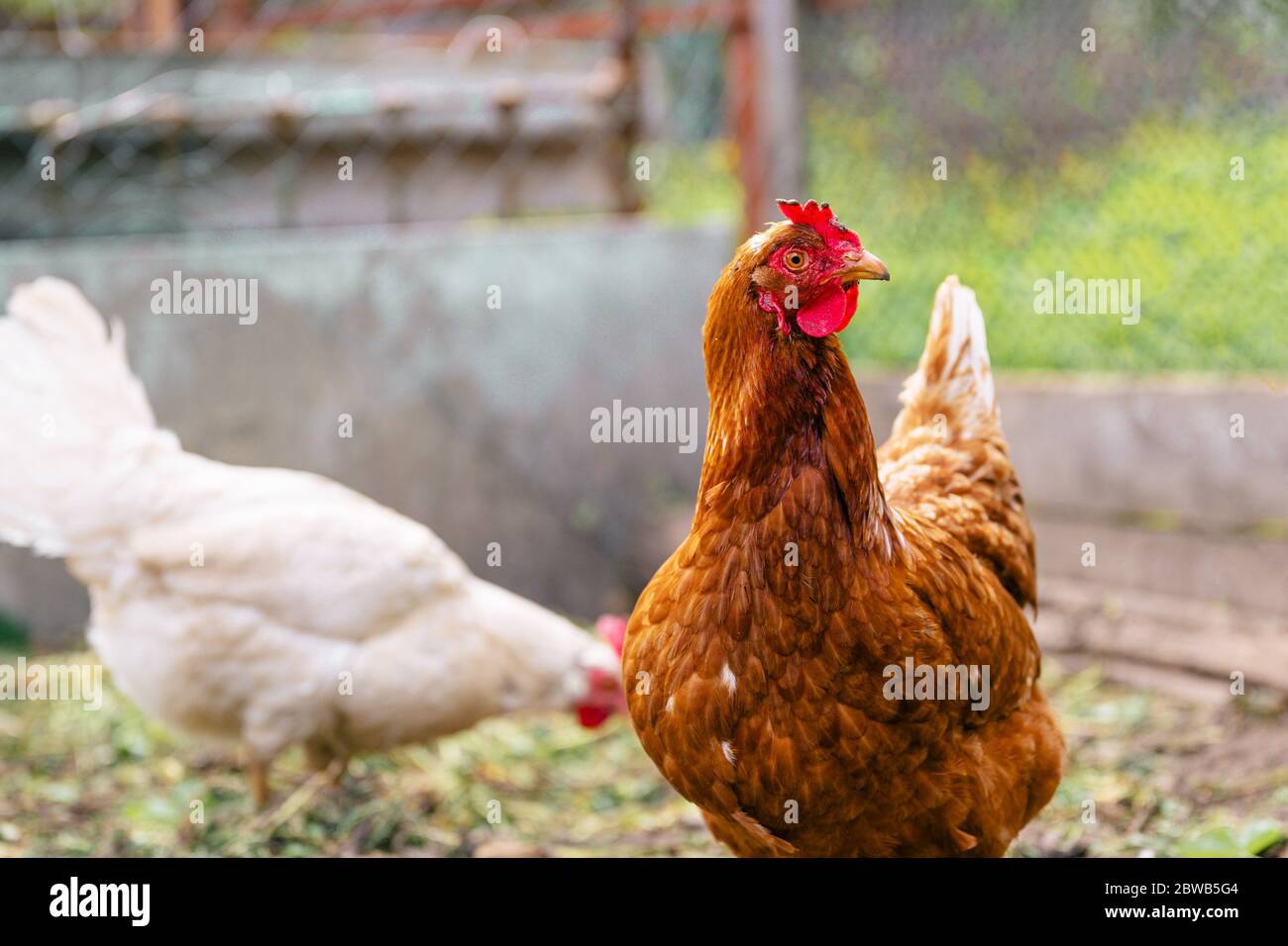 Chicken standing on a rural garden in the countryside. Close up of a chicken standing on a backyard shed with chicken coop. Free range birds Stock Photo