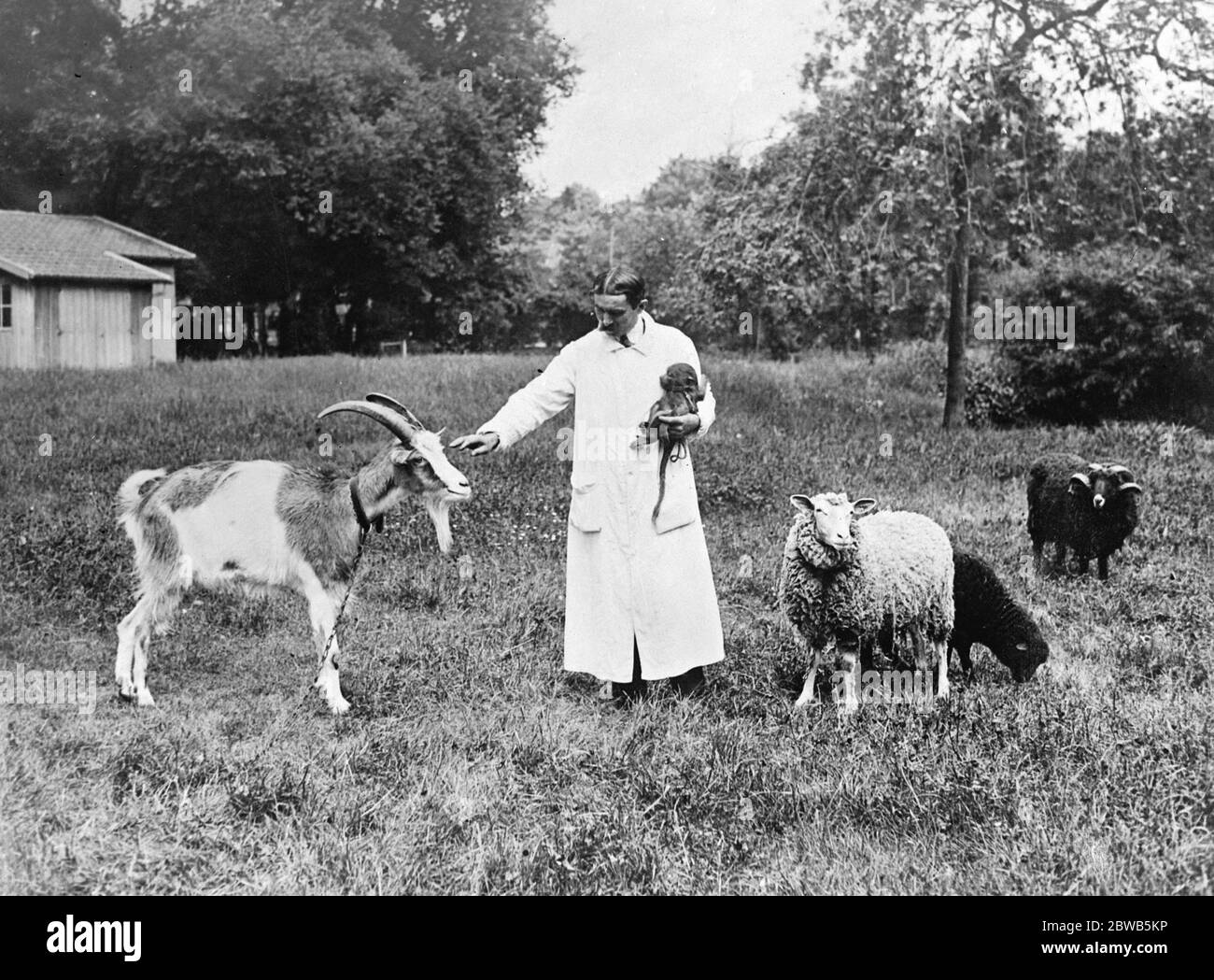 Animals rejuvenated by monkey gland treatment . Dr Serge Vorroneff in the grounds of the laboratory at Auteuil in France , with animals which have thrived on his treatment . Many of the organs of the goat ( left ) have been replaced , giving it practically new life , and the ram , after being at death 's door , has become a proud father at the age of 18 . 16 May 1924 Stock Photo