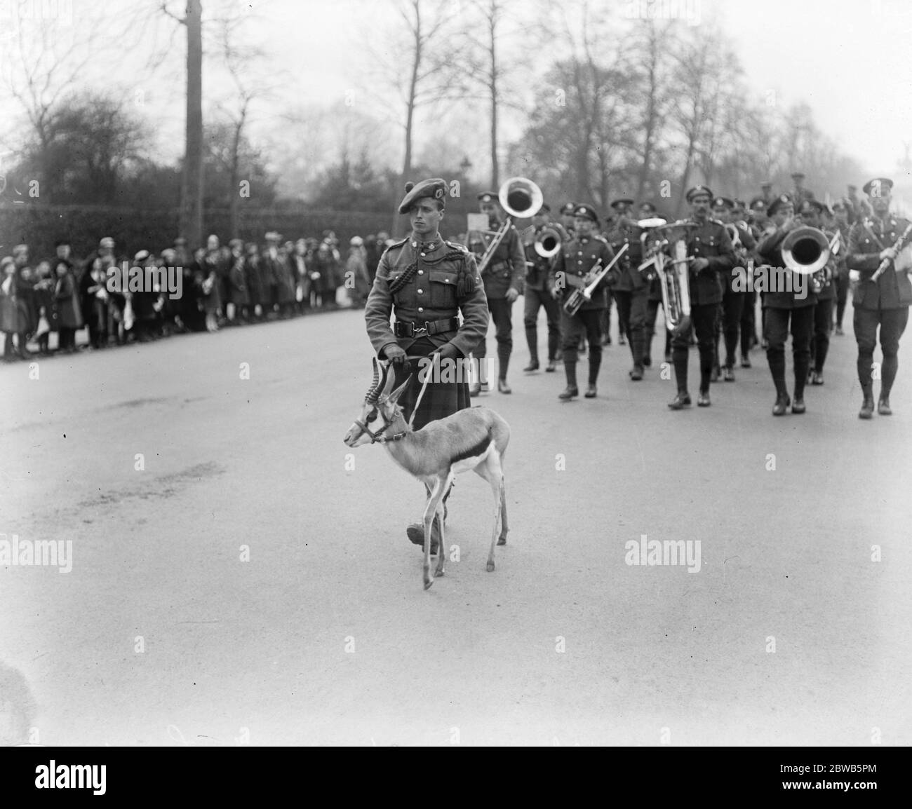 March of Dominion troops through London . South African mascot  Springbok  . 1919 Stock Photo