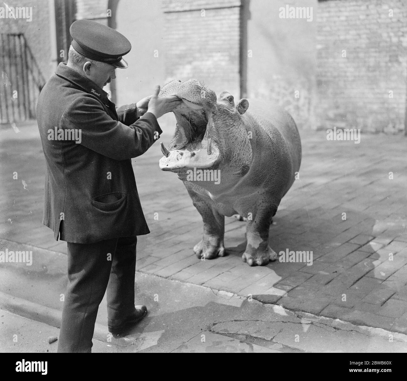 Baby  Joan  shows her teeth . A ton of friendliness at the Zoo . Joan , the baby hippopotamus at the Zoo , exhibiting her teeth to the keeper on being allowed out of her cage for the first time . She weighs a ton . 4 May 1923 Stock Photo