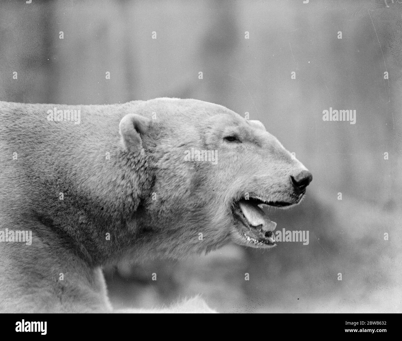 Widower Sam weds again at the Zoo . Young bride enters his residence for first time . Polar bear  Sam  smiles on his wedding day . 1 May 1923 Stock Photo
