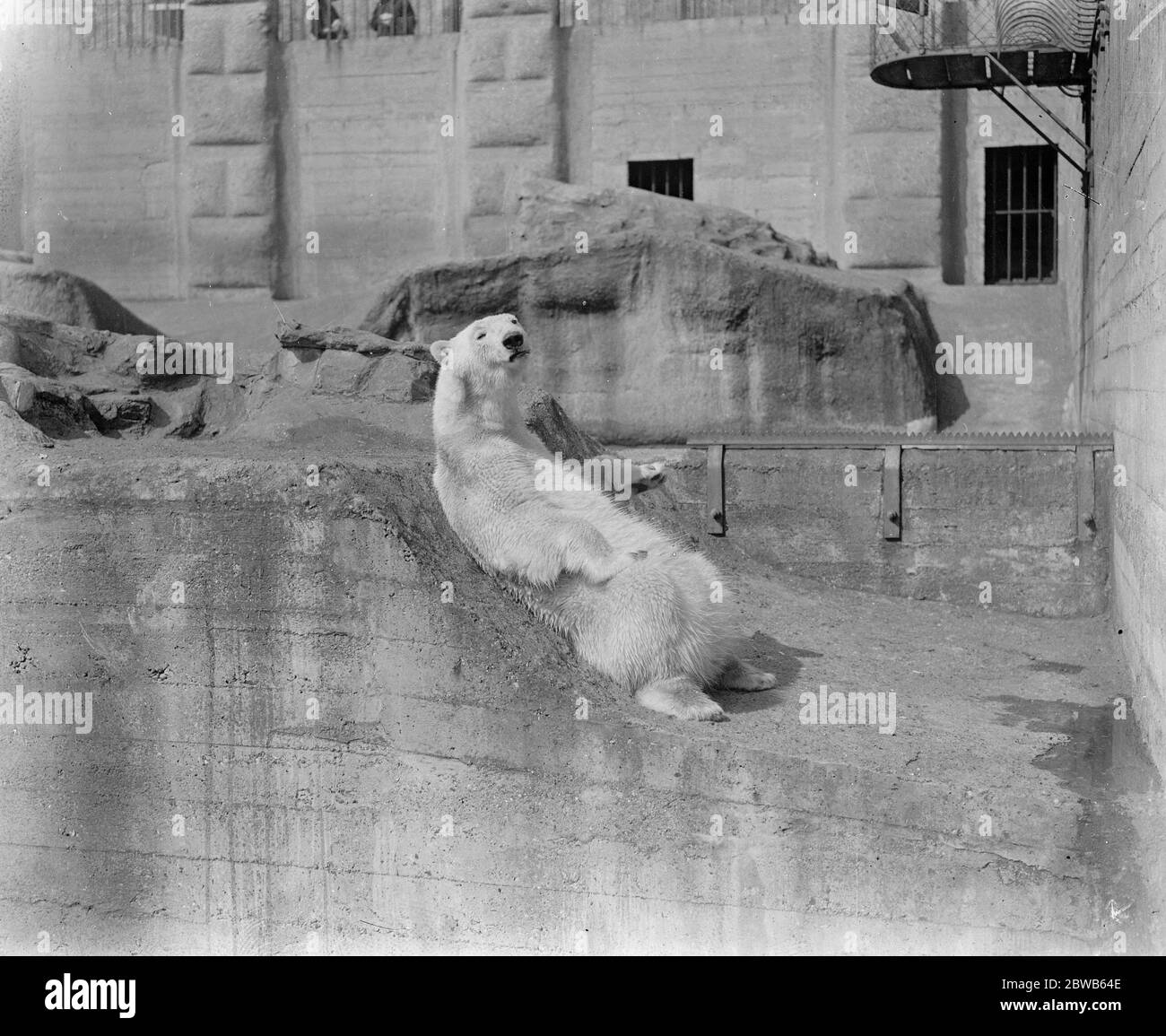 Sam  and  Lizzie  on their honeymoon . Polar bears ,  Sam  and  Lizzie  , who have just been married at the Zoo , have been favoured with brilliant weather for their honeymoon . They are a little quarrelsome at times , but of course true love never runs smooth . A polar bear basking in the sunshine . 4 May 1923 Stock Photo