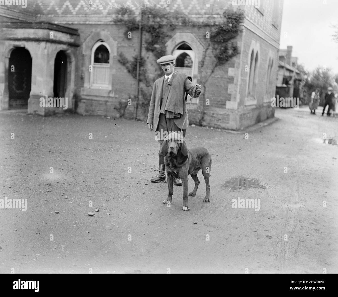 Dog detectives . Man hunting trials at Savernake . Bloodhound  Minstrel  owned by Mr J Eric M Miller . 26 September 1922 Stock Photo