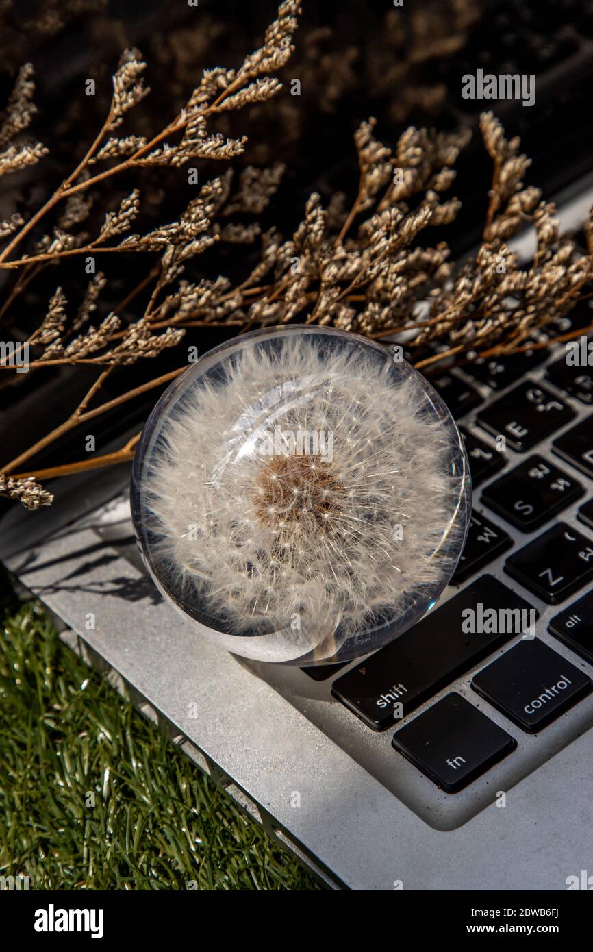 Crepis foetida flower in Glass paperweight on laptop keyboard. Concept for Integration between Technology and Nature. Selective focus. Stock Photo