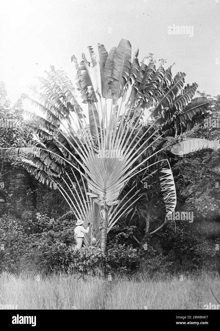 Where nature supplies free drinks . A thirsty wayfarer tapping a ' Traveller ' s Palm ' in Jamaica 14 December 1924 Stock Photo