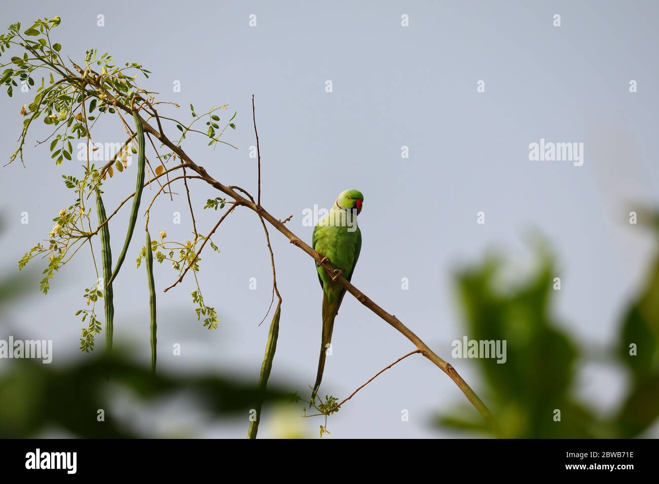 a green young male parrot sitting on the drumstick tree branch in the evening , INDIA Stock Photo