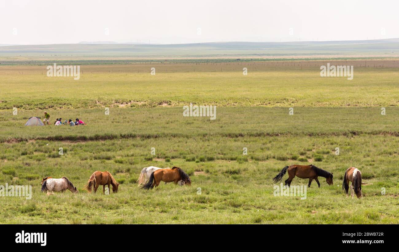 Horses grazing in the steppes of Inner Mongolia in China Stock Photo ...