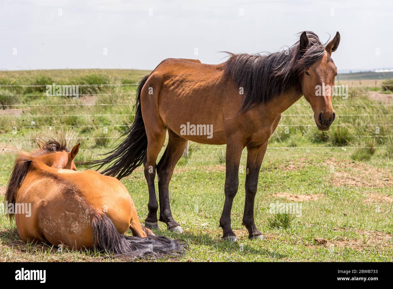 Horses grazing in the steppes of Inner Mongolia in China Stock Photo ...