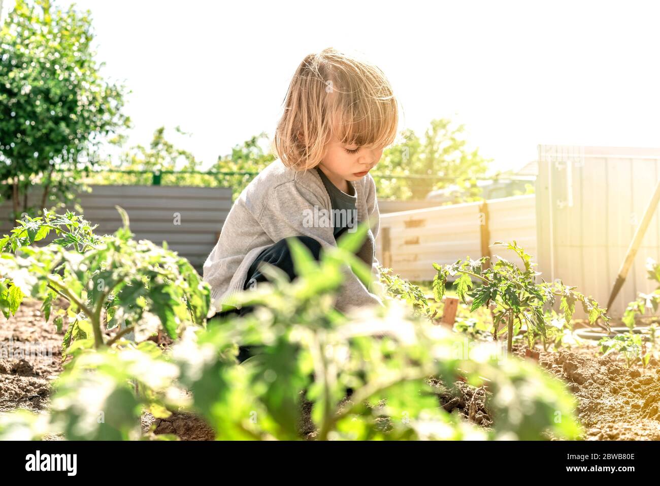 Happy cute little child boy helping parents to grow seedlings of tomatoes in vegetable garden and having fun. Activities with children outdoors. Funny little gardener. Spring or summer concept, nature and care. Stock Photo