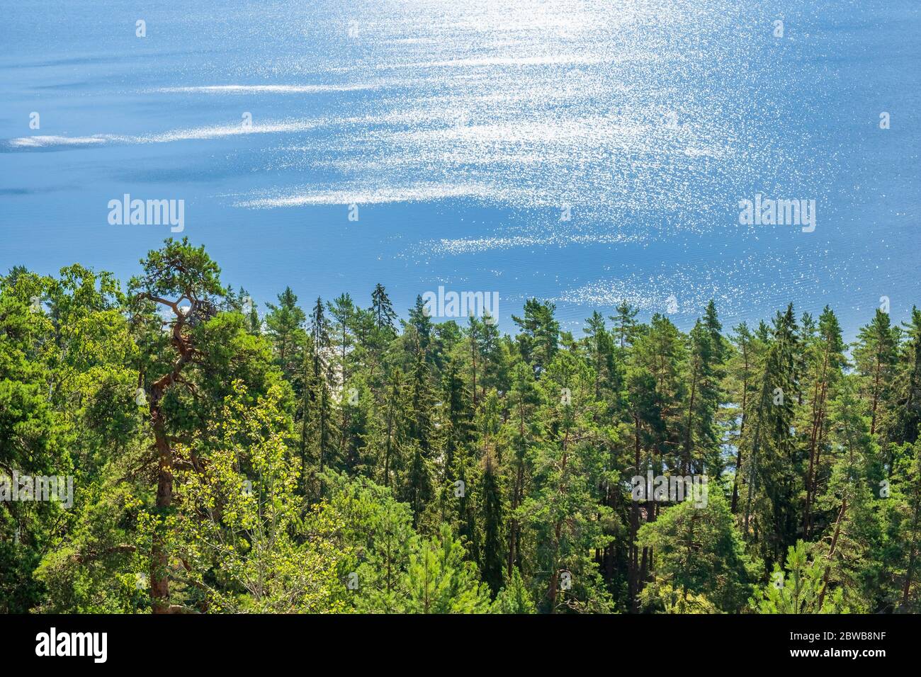 Coniferous forest with sparkling water in the lake Stock Photo - Alamy