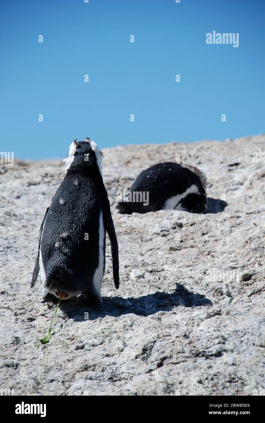 Two African Penguins (Spheniscus demersus) photographed from the back. One penguin is defecating. Stock Photo