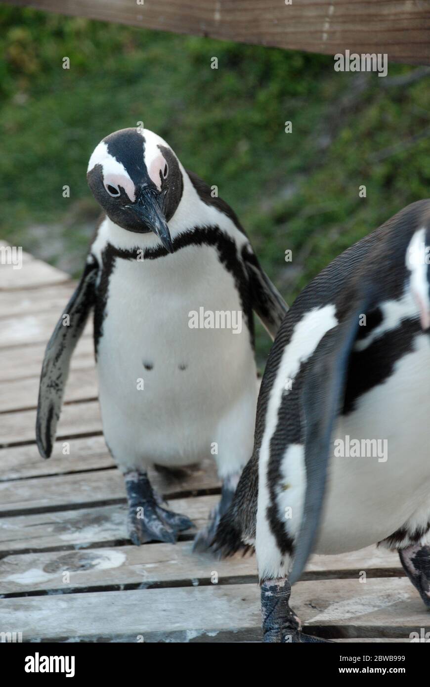 Two African Penguins (Spheniscus demersus) walking on a board walk at Boulder's Beach, South Africa. Stock Photo
