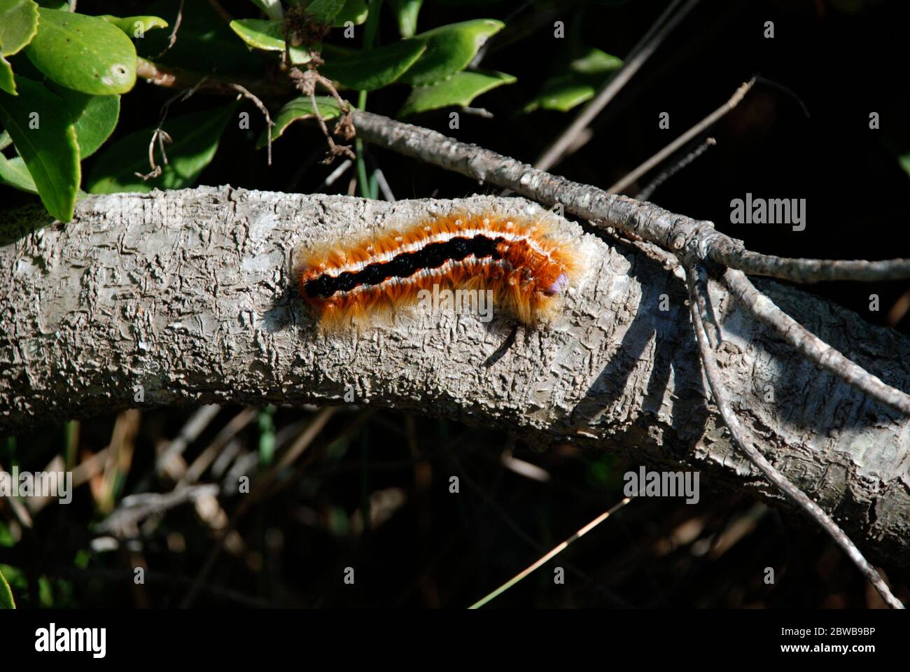 Closeup of an African caterpillar (Eutricha capensis or Cape lappet
