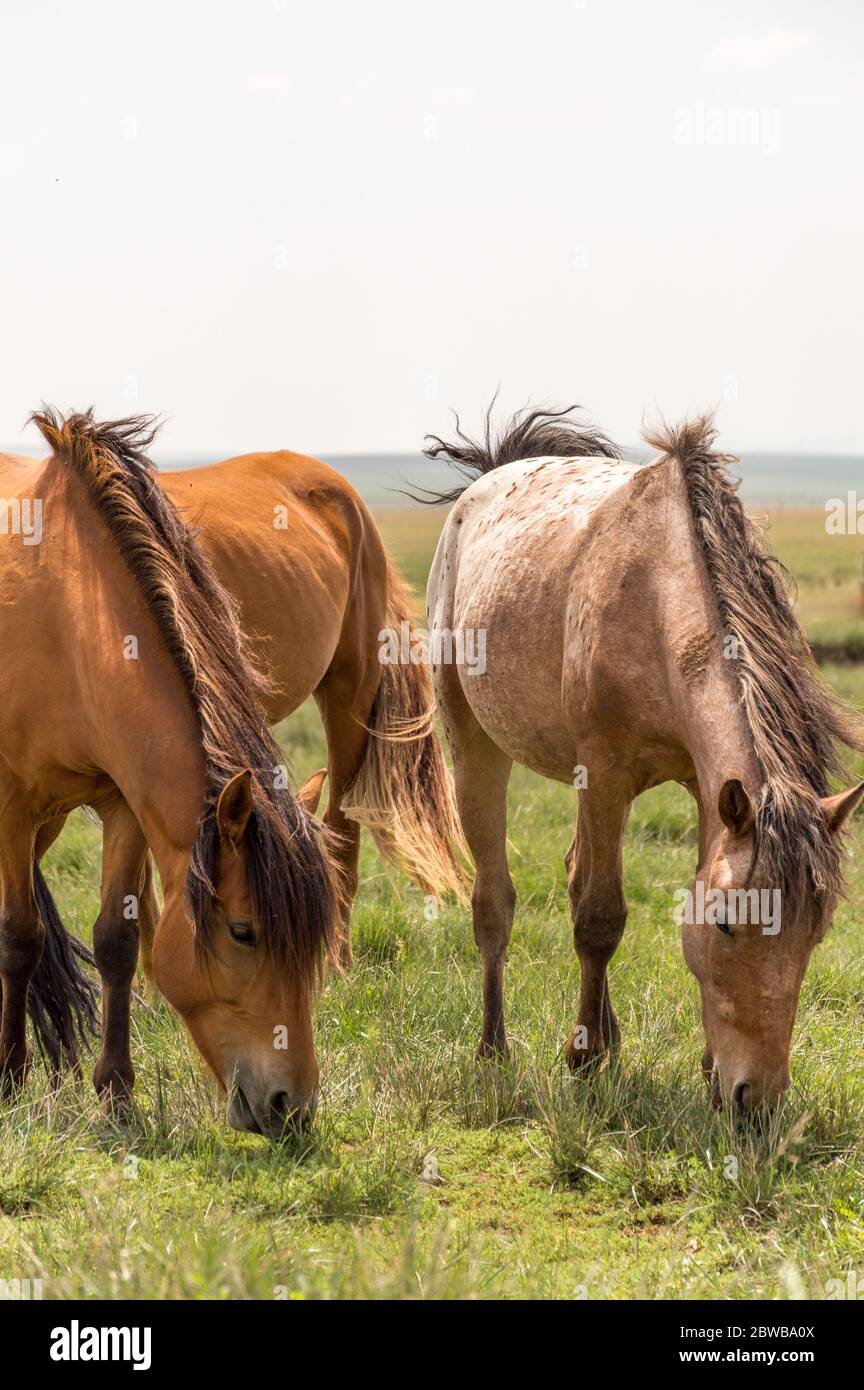 Horses grazing in the steppes of Inner Mongolia in China Stock Photo ...