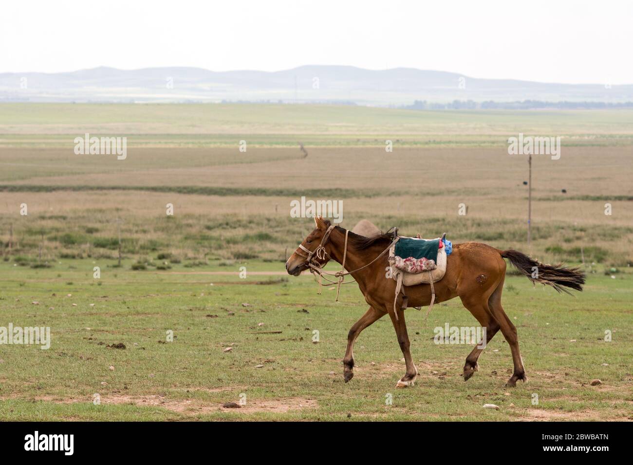 Horse grazing in the steppes of Inner Mongolia in China Stock Photo - Alamy