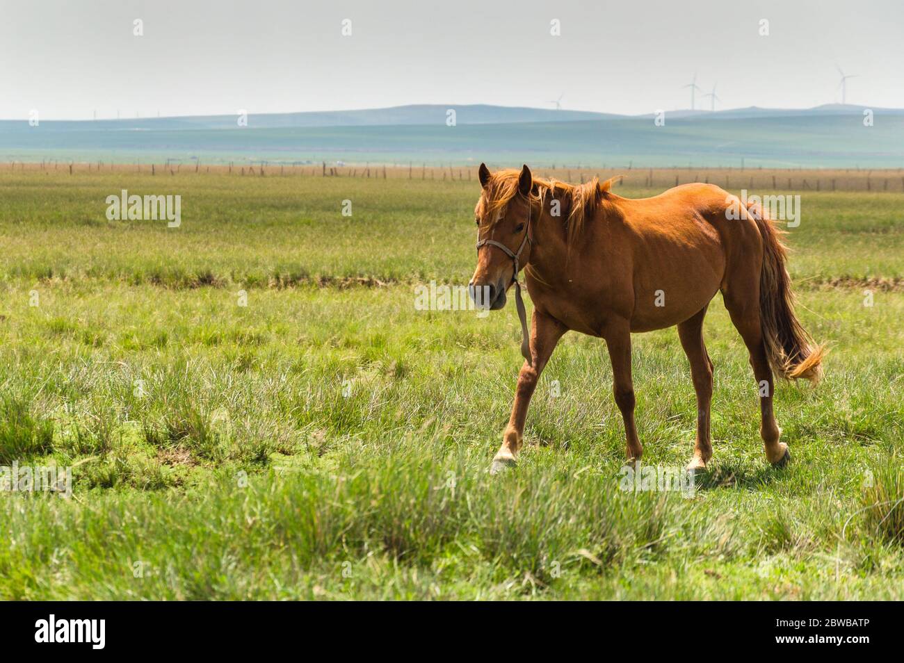 Mongolia steppes horse hi-res stock photography and images - Alamy