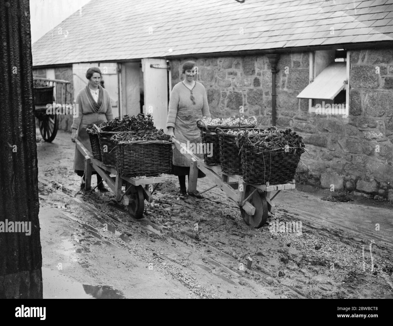 The flower harvest in the Scillies . At Tresco wheelbarrows of ' golden spurs ' ( flowers) being taken from the developing house . 21 February 1923 Stock Photo