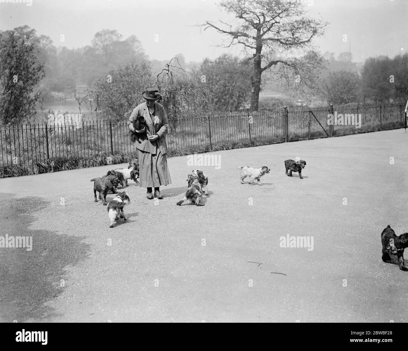 Band of canine aristocrats in Kensington Gardens Miss Aleen Cust the well known breeder of Cocket Cocker spaniels , taking some of these little dogs for an airing in Kensington Gardens ,London 5 May 1923 Stock Photo