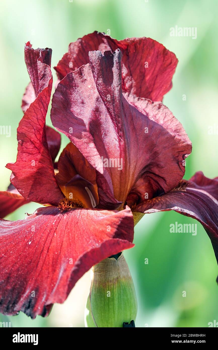 Red Tall bearded iris flower 'Spartan' Red iris flower Stock Photo